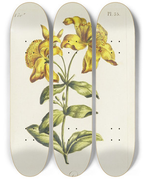 Triptych art skateboard deck of Carington Bowles St Johns Wort by Carington Bowles (1724-1793)