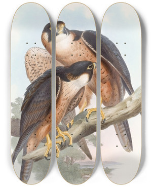 Triptych art skateboard deck of John Gould Shaheen Falcon by John Gould (1804-1881)