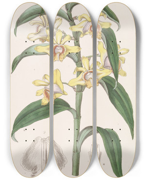 Triptych art skateboard deck of Sydenham Edwards Mr Ruckers Dendrobium by Sydenham Edwards (1768-1819)
