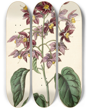 Triptych art skateboard deck of Sydenham Edwards Largeanthered Bittersweet by Sydenham Edwards (1768-1819)