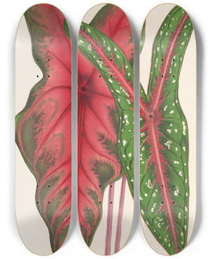 Triptych art skateboard deck of Charles Antoine Lemaire Caladium Baraquinii Troubetzkoy by Charles Antoine Lemaire (1800-1871)