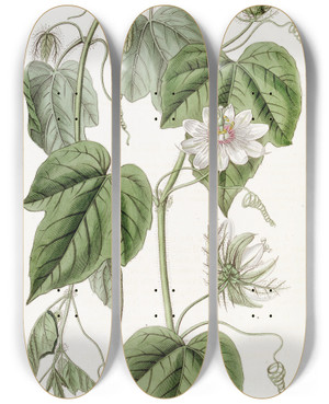 Triptych art skateboard deck of Sydenham Edwards Cottonleaved Passionflower by Sydenham Edwards (1768-1819)