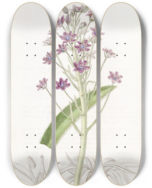 Triptych art skateboard deck of Sydenham Edwards Cupanis Squill by Sydenham Edwards (1768-1819)