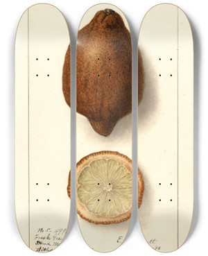 Triptych art skateboard deck of Ellen Isham Schutt Citrus Limon_13 by Ellen Isham Schutt (1873-1955)