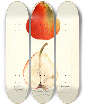 Triptych art skateboard deck of Deborah Griscom Passmore Pyrus Communis Lawson by Deborah Griscom Passmore (1840-1911)