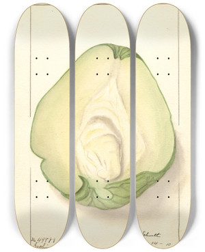 Triptych art skateboard deck of Ellen Isham Schutt Sechium Edule_1 by Ellen Isham Schutt (1873-1955)