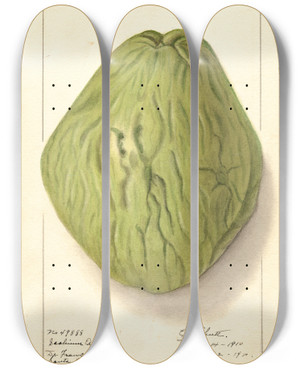 Triptych art skateboard deck of Ellen Isham Schutt Sechium Edule_2 by Ellen Isham Schutt (1873-1955)