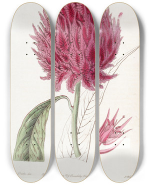 Triptych art skateboard deck of Sydenham Edwards Scarlet Cockscomb by Sydenham Edwards (1768-1819)