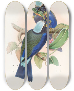 Triptych art skateboard deck of John Gould Temmincks Roller by John Gould (1804-1881)