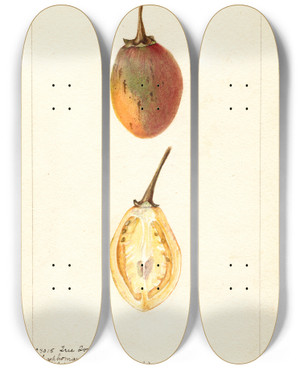 Triptych art skateboard deck of Bertha Heiges Solanum Betaceum by Bertha Heiges (1866-1956)