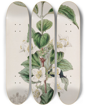 Triptych art skateboard deck of Sydenham Edwards Hairy Syringa by Sydenham Edwards (1768-1819)