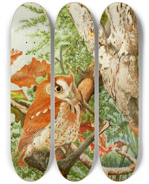 Triptych art skateboard deck of Louis Agassiz Fuertes Screech Owl by Louis Agassiz Fuertes (1874-1927)