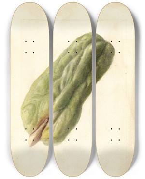 Triptych art skateboard deck of Deborah Griscom Passmore Sechium Edule_2 by Deborah Griscom Passmore (1840-1911)