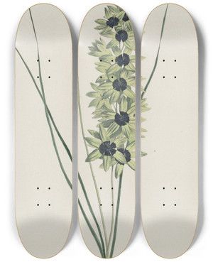 Triptych art skateboard deck of Hendrik Schwegman Afrikaanse Iris Ixia Maculata Viridis by Hendrik Schwegman (1761-1816)
