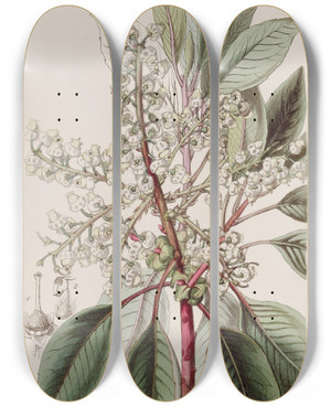 Triptych art skateboard deck of Sydenham Edwards Laurelleaved Strawberry Tree by Sydenham Edwards (1768-1819)
