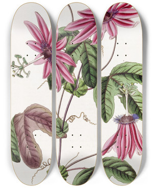 Triptych art skateboard deck of Sydenham Edwards Crimson Passionflower_1 by Sydenham Edwards (1768-1819)