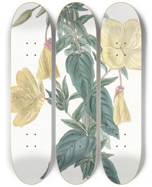 Triptych art skateboard deck of Sydenham Edwards Glaucous Oenothera by Sydenham Edwards (1768-1819)