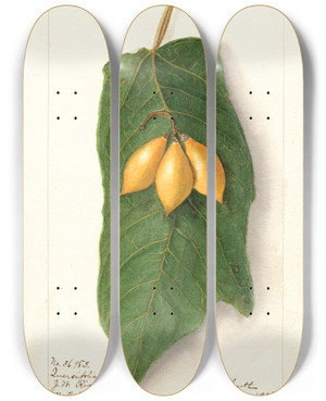 Triptych art skateboard deck of Ellen Isham Schutt Vasconcellea Quercifolia by Ellen Isham Schutt (1873-1955)