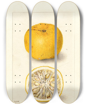 Triptych art skateboard deck of Amanda Almira Newton Citrus Sinensis Acida by Amanda Almira Newton (1860-1943)