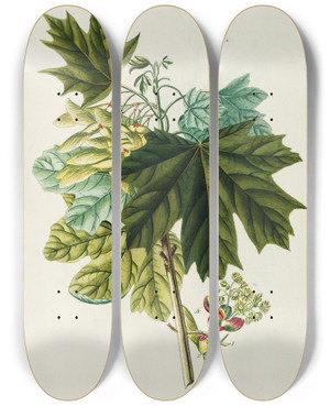 Triptych art skateboard deck of Georg Dionysius Ehret Acer Iii by Georg Dionysius Ehret (1708-1770)