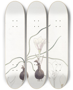 Triptych art skateboard deck of Sydenham Edwards Dwarf Haylockia by Sydenham Edwards (1768-1819)