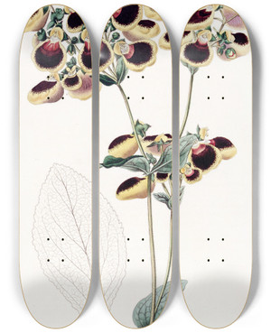 Triptych art skateboard deck of Sydenham Edwards Mr Youngs Calceolaria by Sydenham Edwards (1768-1819)