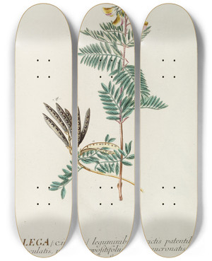 Triptych art skateboard deck of Georg Dionysius Ehret Galega by Georg Dionysius Ehret (1708-1770)