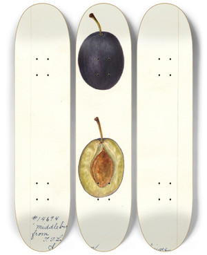 Triptych art skateboard deck of Bertha Heiges Prunus Domestica Middleburg by Bertha Heiges (1866-1956)