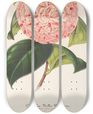 Triptych art skateboard deck of Charles Antoine Lemaire Camellia Bella Romana by Charles Antoine Lemaire (1800-1871)