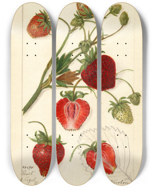 Triptych art skateboard deck of Amanda Almira Newton Fragaria Pearl by Amanda Almira Newton (1860-1943)