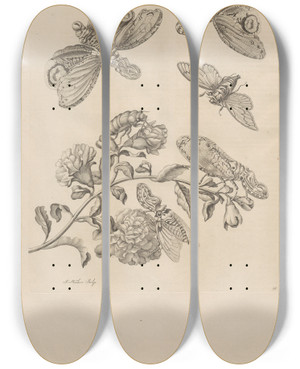 Triptych art skateboard deck of Maria Sibylla Merian Dissertatio De Generatione Et Metamorphosibus Insectorum Surinamensium Pl49 by Maria Sibylla Merian (1647-1717)
