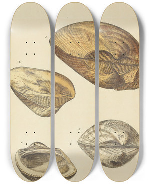 Triptych art skateboard deck of James Sowerby The Mineral Conchology Of Great Britain Pl399 by James Sowerby (1757-1822)