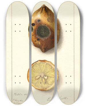 Triptych art skateboard deck of Ellen Isham Schutt Citrus Limon_12 by Ellen Isham Schutt (1873-1955)