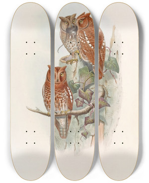 Triptych art skateboard deck of John Gould Indian Scops Owl by John Gould (1804-1881)