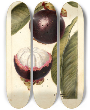 Triptych art skateboard deck of Deborah Griscom Passmore Garcinia Mangostana_1 by Deborah Griscom Passmore (1840-1911)