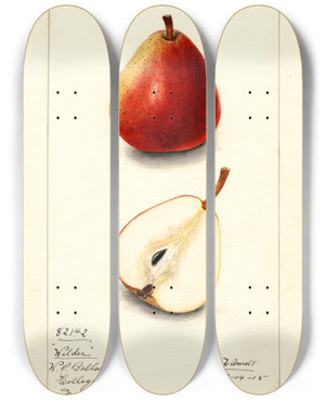 Triptych art skateboard deck of Mary Daisy Arnold Pyrus Communis Wilder by Mary Daisy Arnold (1873-1955)