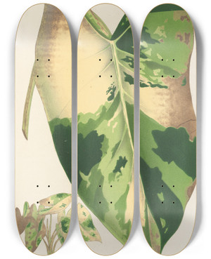 Triptych art skateboard deck of Charles Antoine Lemaire Alocasia Macrorrhiza Var Foliis Variegatis by Charles Antoine Lemaire (1800-1871)