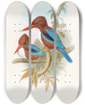 Triptych art skateboard deck of John Gould Indian Kingfisher_2 by John Gould (1804-1881)