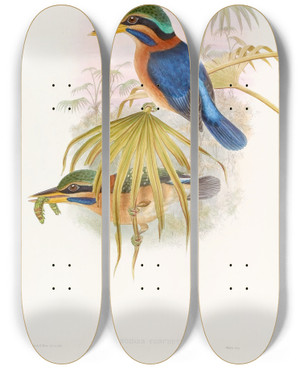 Triptych art skateboard deck of John Gould Sumatra Kingfisher by John Gould (1804-1881)