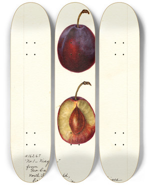 Triptych art skateboard deck of Bertha Heiges Prunus Domestica Niagara by Bertha Heiges (1866-1956)