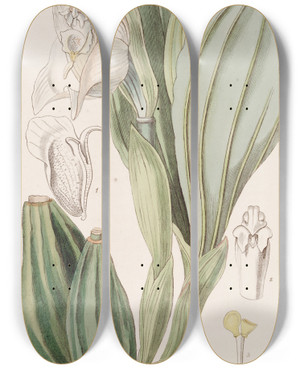 Triptych art skateboard deck of Sydenham Edwards Oneflowered Anguloa by Sydenham Edwards (1768-1819)
