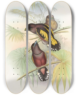 Triptych art skateboard deck of John Gould Javan Eurylaime by John Gould (1804-1881)
