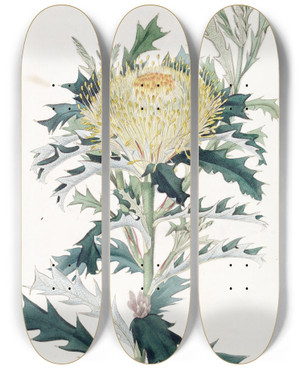 Triptych art skateboard deck of Sydenham Edwards Baxters Hemiclidia by Sydenham Edwards (1768-1819)