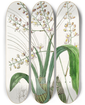 Triptych art skateboard deck of Sydenham Edwards Lurid Eulophia by Sydenham Edwards (1768-1819)