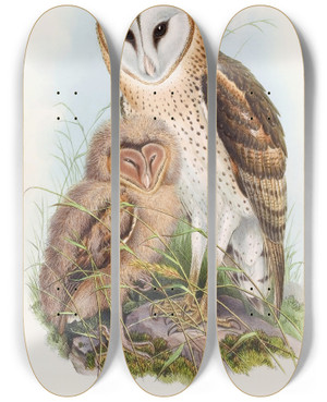 Triptych art skateboard deck of John Gould Grassowl by John Gould (1804-1881)