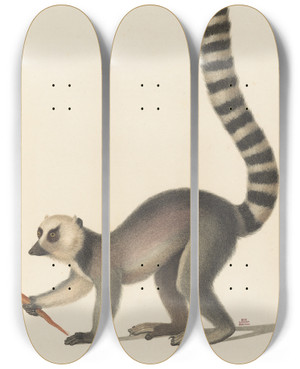 Triptych art skateboard deck of Jeanbaptiste Audebert Le Mococo by Jean-Baptiste Audebert (1759-1800)