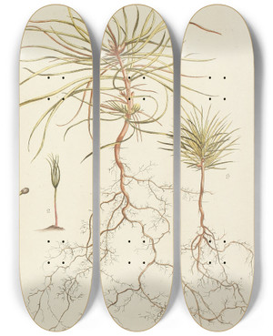 Triptych art skateboard deck of Carl Christoph Oelhafen Von Schllenbach Abbildung Der Wilden Bume Stauden Und Buschgewchse Pl029 by Carl Christoph Oelhafen Von Schollenbach (1709-1785)