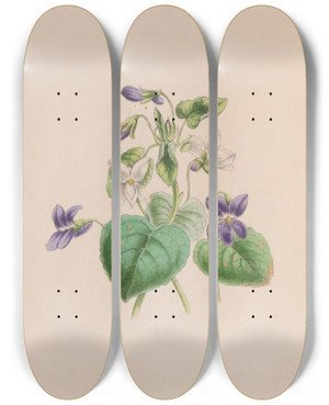 Triptych art skateboard deck of John Stevens Henslow Sweet Scented Violet by John Stevens Henslow (1796-1861)