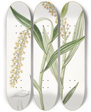 Triptych art skateboard deck of Sydenham Edwards Apricotcoloured Epidendrum by Sydenham Edwards (1768-1819)