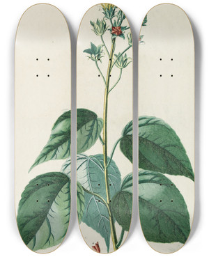 Triptych art skateboard deck of Georg Dionysius Ehret Abutilon by Georg Dionysius Ehret (1708-1770)